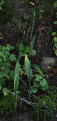 Platanthera ciliaris