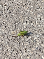 Decticus verrucivorus verrucivorus