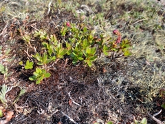 Rhododendron redowskianum