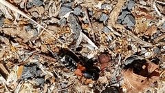 Platydracus stercorarius