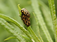 Pachybrachis hieroglyphicus