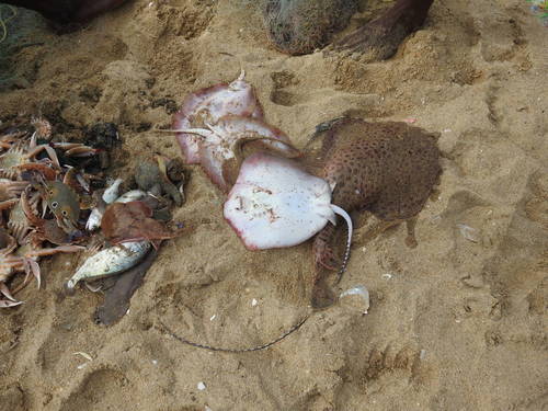 Tonkin numbfish (Narcine prodorsalis) — Narcinidae — 2
