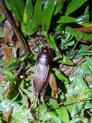 Teleogryllus mitratus