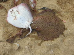 Tonkin Numbfish photo 3