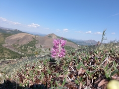 Pedicularis alopecuroides