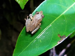 Pseudophilautus popularis