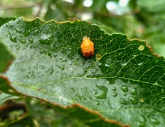 Harmonia axyridis