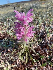 Pedicularis alopecuroides