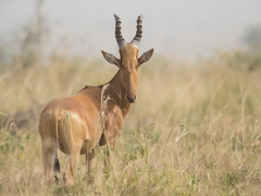 Alcelaphus buselaphus lelwel