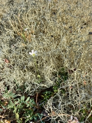 Stellaria eschscholtziana