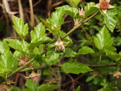Rubus taitoensis
