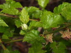 Rubus taitoensis