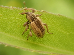 Hypera postica