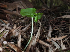 Cypripedium debile