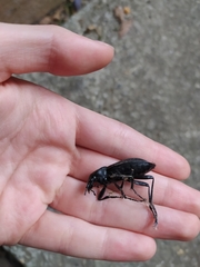Carabus coriaceus