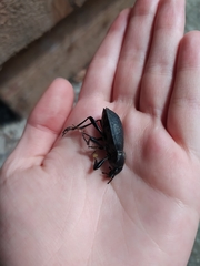 Carabus coriaceus