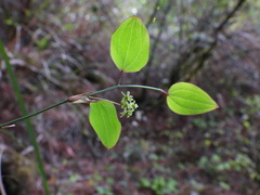 Smilax vaginata