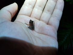 Pseudophilautus popularis