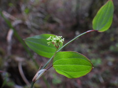 Smilax vaginata