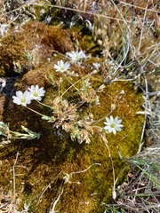 Stellaria eschscholtziana