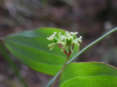 Smilax vaginata
