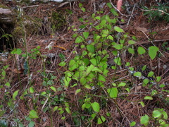 Smilax vaginata