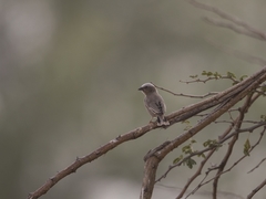 Pseudonigrita arnaudi