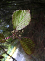 Viburnum betulifolium