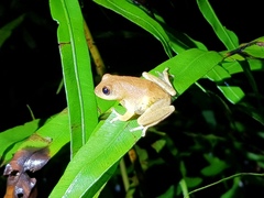 Pseudophilautus hoipolloi