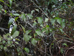 Viburnum betulifolium