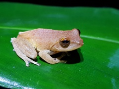 Pseudophilautus hoipolloi