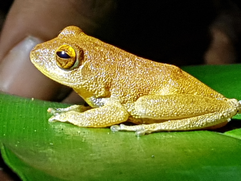 Anthropenic Shrub Frog