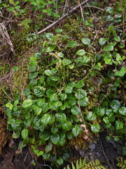 Pyrola morrisonensis