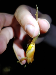 Pseudophilautus hoipolloi