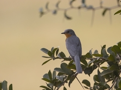 Melaenornis semipartitus