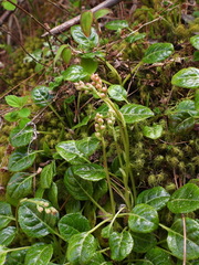 Pyrola morrisonensis