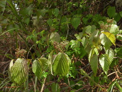 Viburnum betulifolium