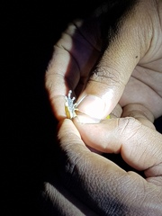 Pseudophilautus hoipolloi