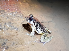 Minervarya kirtisinghei