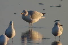 Larus delawarensis