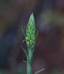 Platanthera ciliaris
