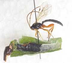 Apechthis quadridentata