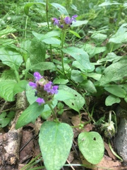 Prunella vulgaris