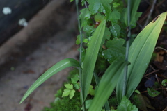 Platanthera ciliaris