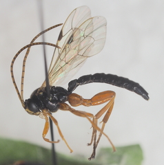 Apechthis quadridentata