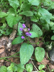 Prunella vulgaris