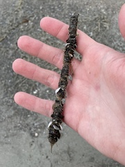 Diopatra cuprea