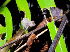 Pseudophilautus popularis