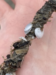 Diopatra cuprea