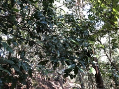 Lithocarpus konishii